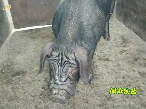 云南兽医局官网散养黑猪云南黑猪肉事项